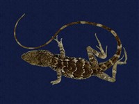 藏品(斯文豪氏攀蜥)的圖片